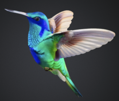 Colibrí barranquino